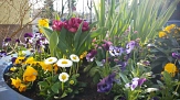rundes Pflanzgefäß mit vielen bunten Blumen&nbsp;&copy;&nbsp;Universitätsstadt Marburg, Fachdienst Klimaschutz, Stadtgrün und Friedhöfe