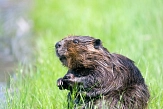 Bild von einem Biber im grünen Gras&nbsp;&copy;&nbsp;Pixabay