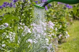 mit einer Gießkanne werden Blumen gegossen&nbsp;&copy;&nbsp;Pixabay