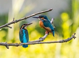 Der Eisvogel steht als „Leitvogel“ für gute Lebensbedingungen auch für andere Arten. Er findet jetzt schon im benachbarten Schutzgebiet beste Bedingungen und soll in der renaturierten „Gisselberger Spannweite“ neue Brutplätze erhalten.&nbsp;&copy;&nbsp;Pixabay