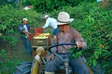 Bauern bei der Obsternte in Brasilien © Didier Gentilhomme