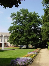 Grünanlage Friedrichsplatz mit Solitärbaum&nbsp;&copy;&nbsp;Universitätsstadt Marburg