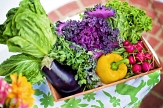 Foto von einer Kiste mit verschiedenem frischen Gemüse © Pixabay