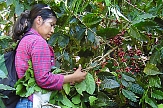 Kaffeeplantage in Honduras - von hier stammt der Kaffee des Marburger fairen Stadtkaffees - dem Elisabethkaffees, angebaut und verarbeitet von der Frauenorganisation COMUCAP © Weltladen Marburg