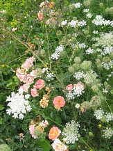 Pflanzenkomposition Rosen mit Wildkräutern&nbsp;&copy;&nbsp;Universitätsstadt Marburg Fachdienst Stadtgrün, Celia Meggers