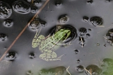 Frosch an der Wasseroberfläche (Ansicht von schräg oben)&nbsp;&copy;&nbsp;K. Bork